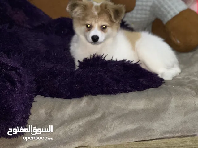 جراو بومرينيان عمر اربع اشهر