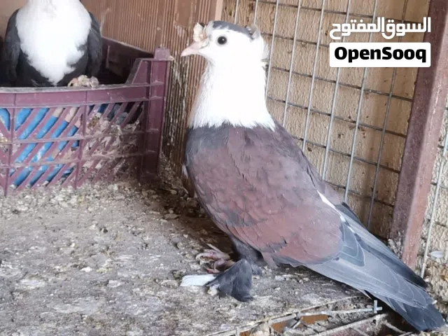 حمام زينه عينك ميزانك