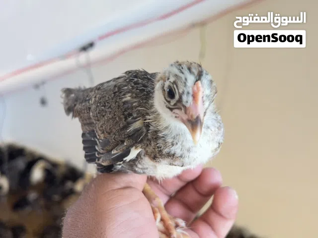 صوص بلدي عمر شهر