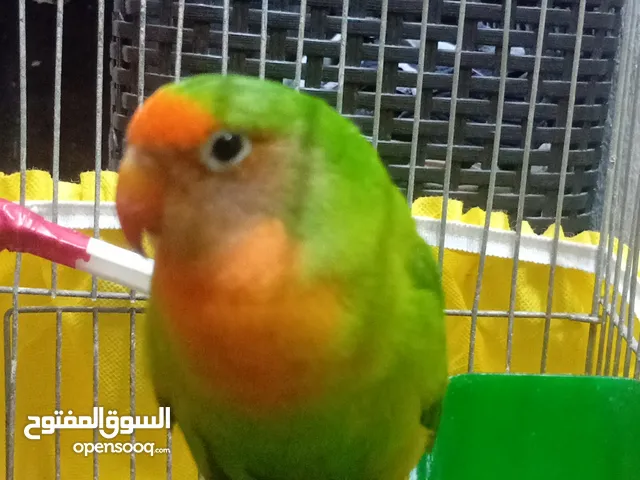 بسم الله الرحمن الرحيم ذكر روز للبيع بسعر خرافي