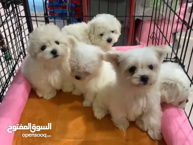 Maltese puppy's