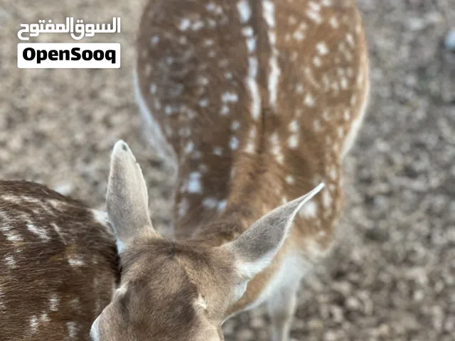 غزالان للبيع يوجد مواليد   غزلان نوادر للبيع بأفضل الاسعار