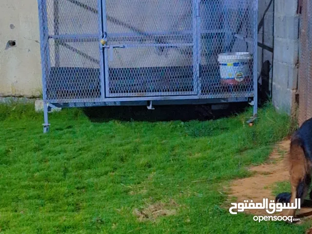 شيله بالعجل جديده