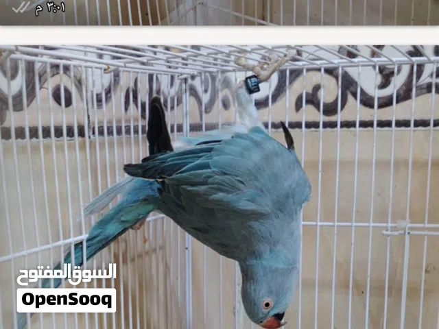 درة لون سمائي بصحه جيدة جاهزة التزاوج نثيه كبيره عمر سنتين نظيفة حلوه