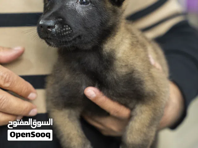 بلجم مالينو للحراسه بسعر مغري مع جميع المطاعيم وجواز السفر..متوفر جميع مستلزمات الكلاب
