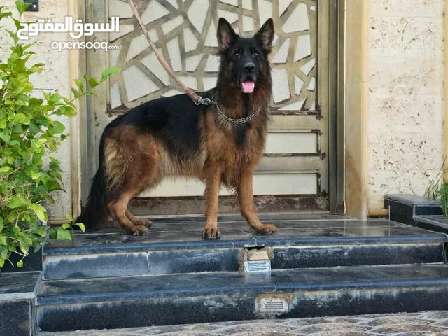 جيرمن شيبرد مستورد