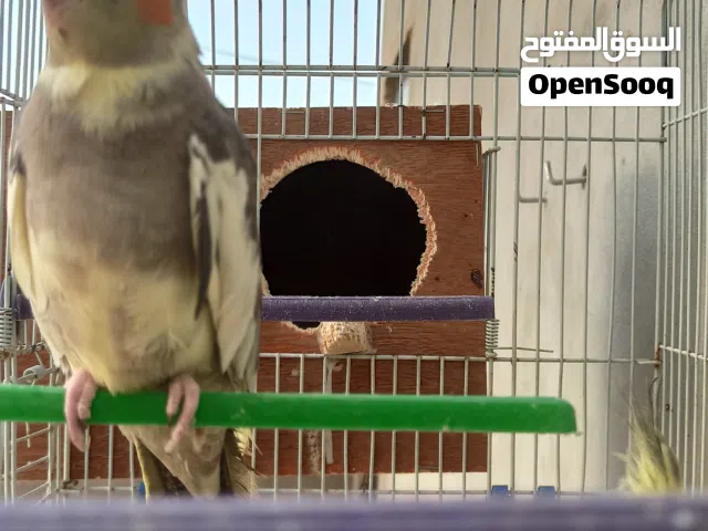 كوبية كوكتيل اقرا الوصف