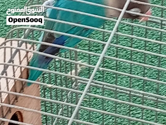 داكر فيشر مصموان للبيع