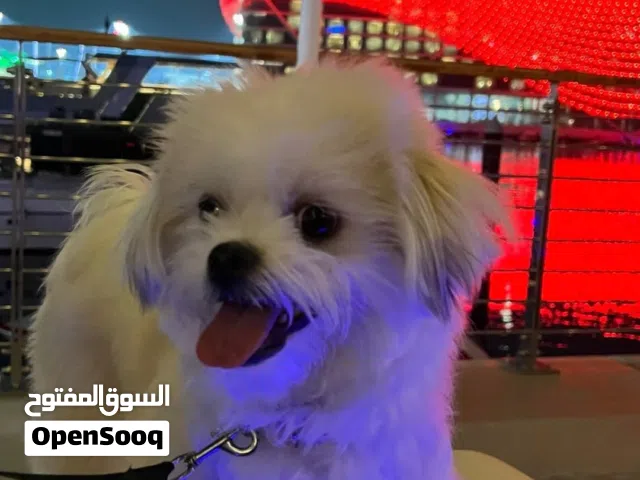 2 years female maltese