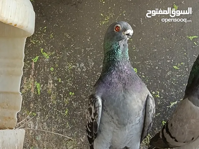 جوز عمريات نخب اول مخاليف شغللات وجوز ذبابنه مخاليف شغالات للبيع