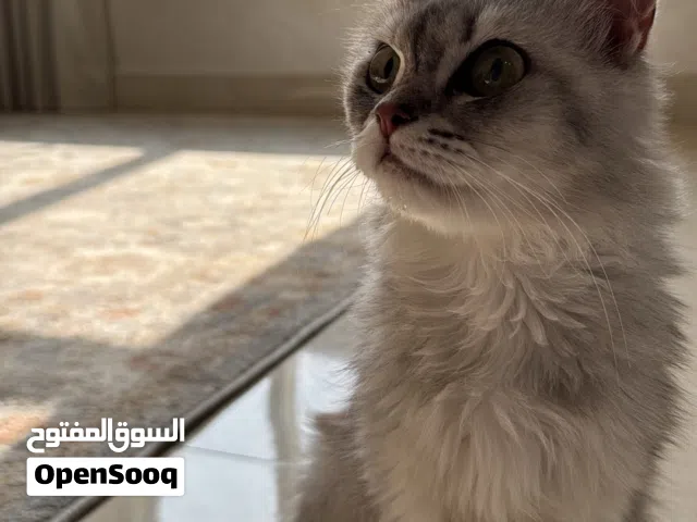 Grey Persian Cat