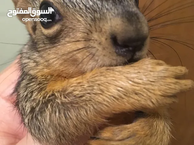 سناجب للبيع - نادرة وبتجنن! إذا بتحب الحيوانات اللطيفة والمميزة، موجود