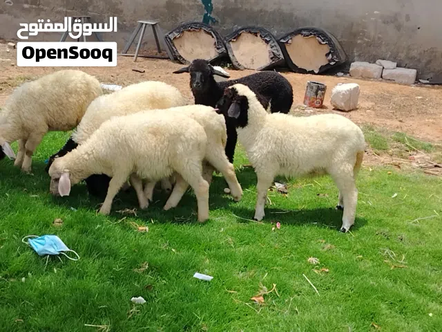 العدد 6 طروف بيوضي مقراسي ناشطات ربي يبارك العمر شهرين ل 3شهور تقريباً فيهم خروف واحد والباقي افطاي