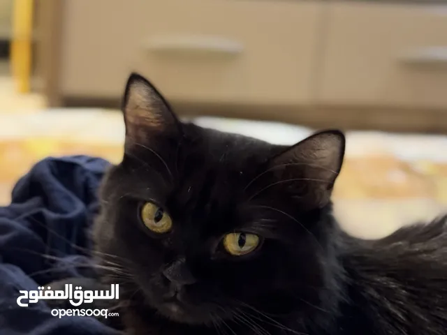 قطه انثى شيرازي سلاله نادره عمرها 10 اشهر خاليه من الامراض متعوده على معظم الاكل حامل وحلوه ولعوبه