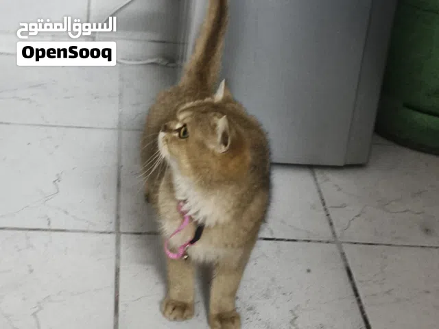 سكوت ستريت