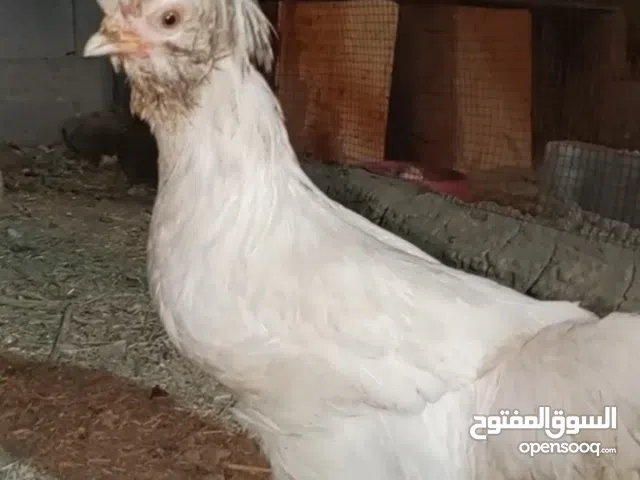 دجاج صلطاني  البيع السعر خاص