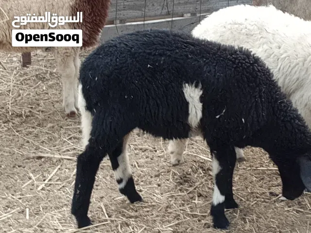 10طروف بيوضي تبارك الله العمر من شهرين الي 3 شهور