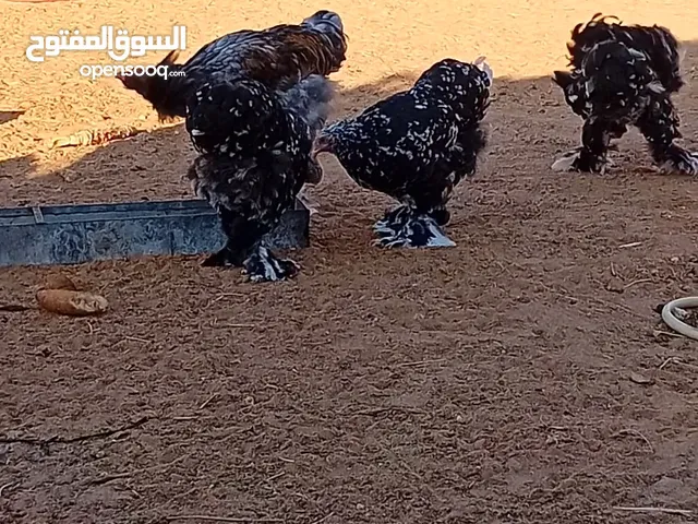 دجاج براهما عملاق وفروجين