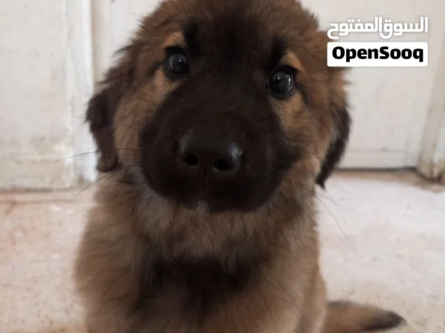 كلب قوقاي جروة عمرها 3 شهور لعوبة جدا اليفة كثير بتحب تلعب السعر 120 في مجال بل سعر