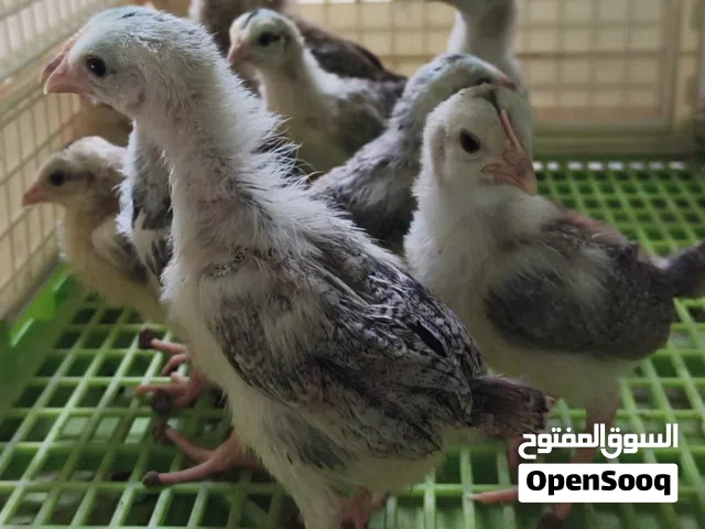 كتاكيت كويتي افراخ كويتي