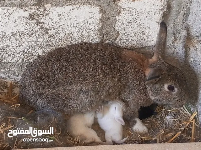 كوبيه ارانب مجريه