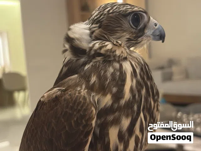 فرموشه حرار للبيع ب2500