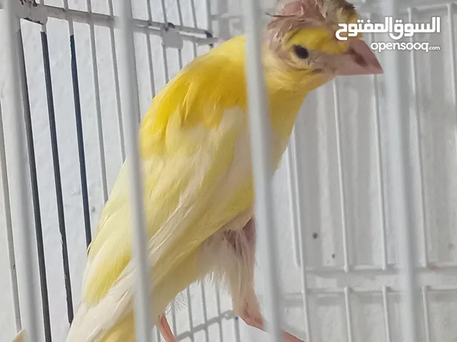 أربع حبات بناديك جنوبي عمر ثلاث شهور للتواصل زرقاء جبل طارق