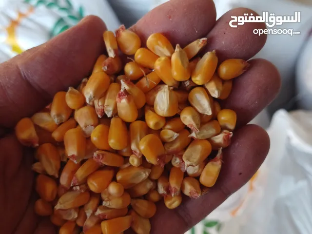 Corn maize feed animal cow goat feed
