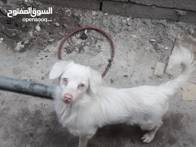كلاب لولو للبيع بأفضل الأسعار في العراق: السوق المفتوح