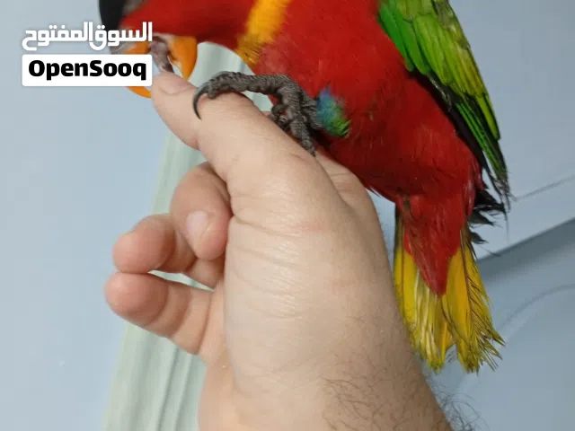 لوري أحمر يلو بيبد لعشاق المميز والنوادر