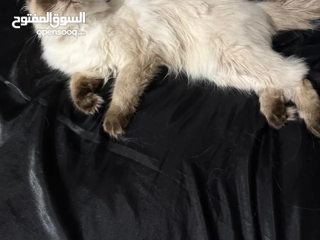قط همالايا للتزاوج