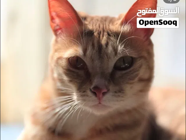 أنثى بلدي برتقالي