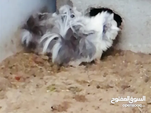 مطلوب هامستر جيني أنثى