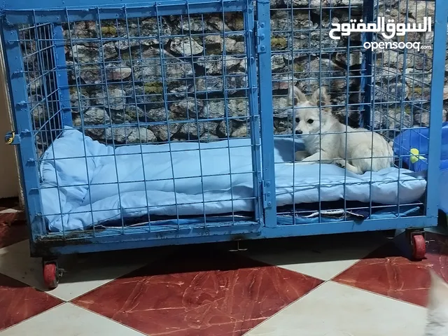 قفص كلاب للبيع
