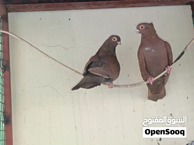 حمام حمر منتجات  للبيع نظيفات