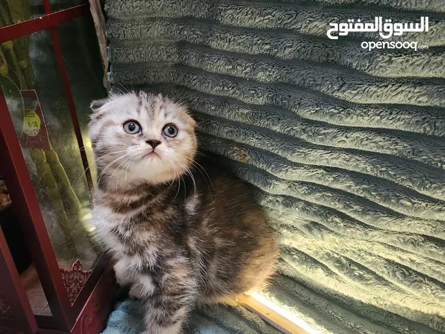 قطط اسكوتش فولد
