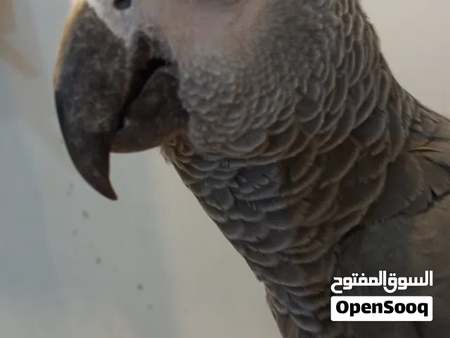كاسكو افريقي دبل دبل سوبر جامبو ماشاء الله ضخامه خير من الله متكلم