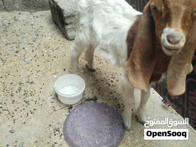متاح صخله للبيع اقره وصف