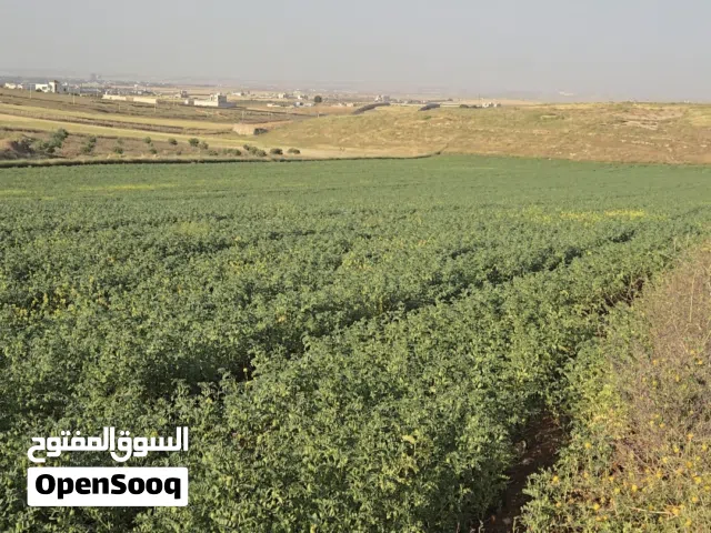 حمص اخضر مكسيكي