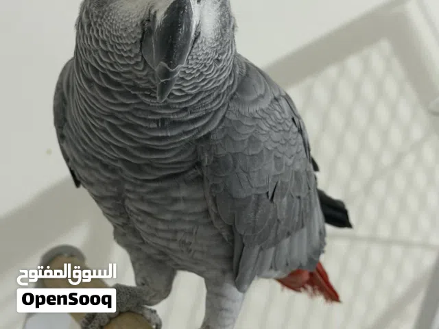 كاسكو بري عمر سنتين ونص