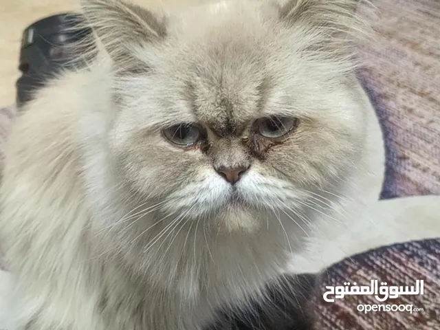 قطط للبيع سعر خاص