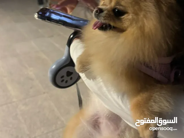 بومرينين سوبر ميني انثى حجمها صغير جداً.