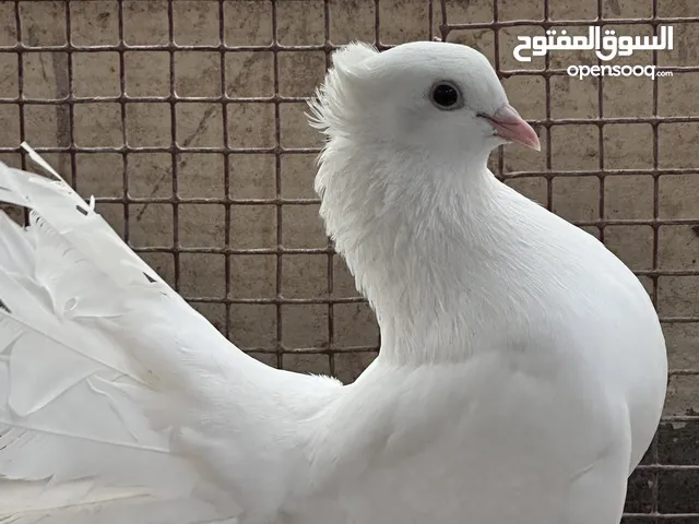 زوج حمام شمسي هزاز ابيض ب كامل و حمام باكستانيات(( و الوصف اهم ))