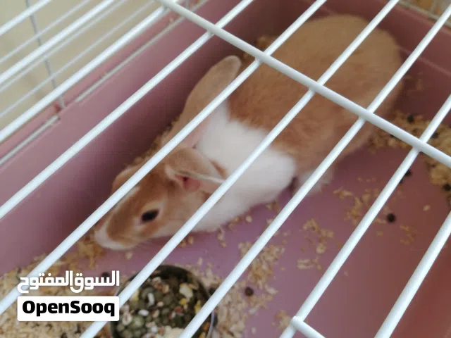 للتبني ارنب اليف مع جميع ملحاقته