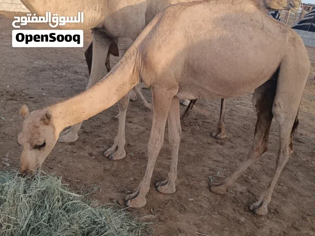 بكرة محلية اصايل سلالة حليب