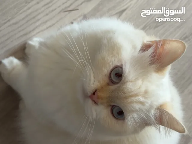 قطة انثى للتبني ( نوعها هملايا اورنج )