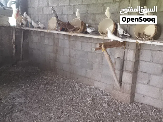 بيع حمام مدينة وتاجي و غيرها من النواع