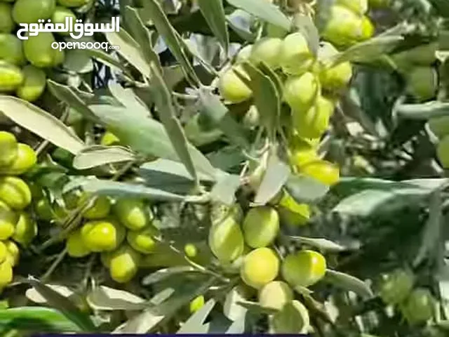 بائع مواد غذائی