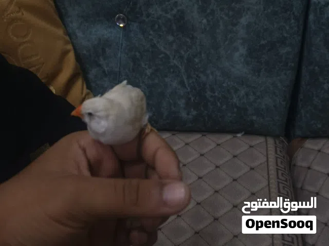 زوج فناجس اليفات