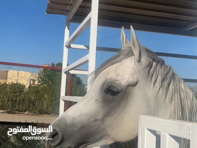 للبيع حصان مصري بيور مع جوازه 650